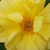 Żółty  - Róże rabatowe floribunda - Golden Delight